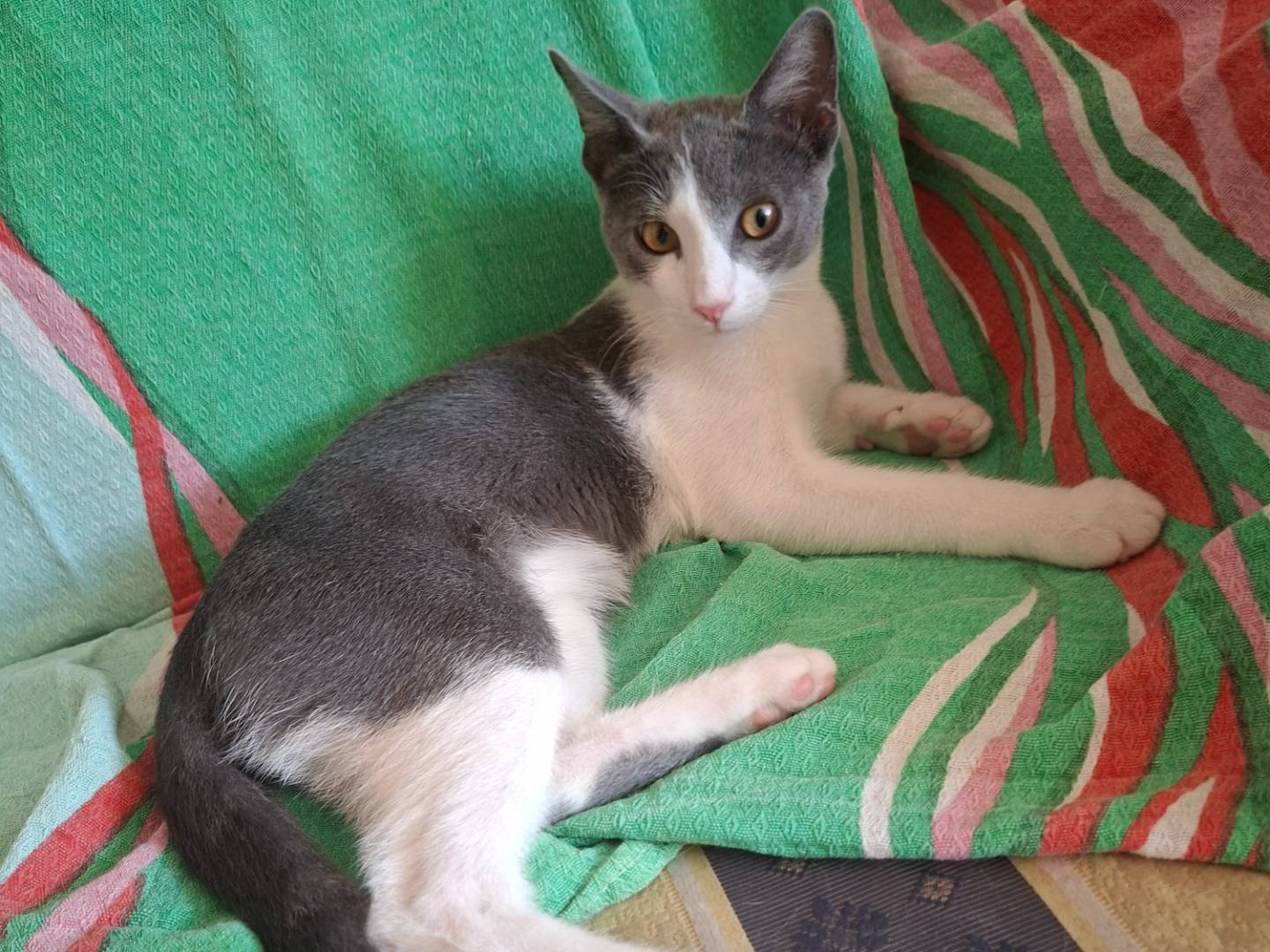 Adozione gatto, maschio, Razza sconosciuta Razza sconosciuta, 3 mesi, taglia non valida, Viterbo