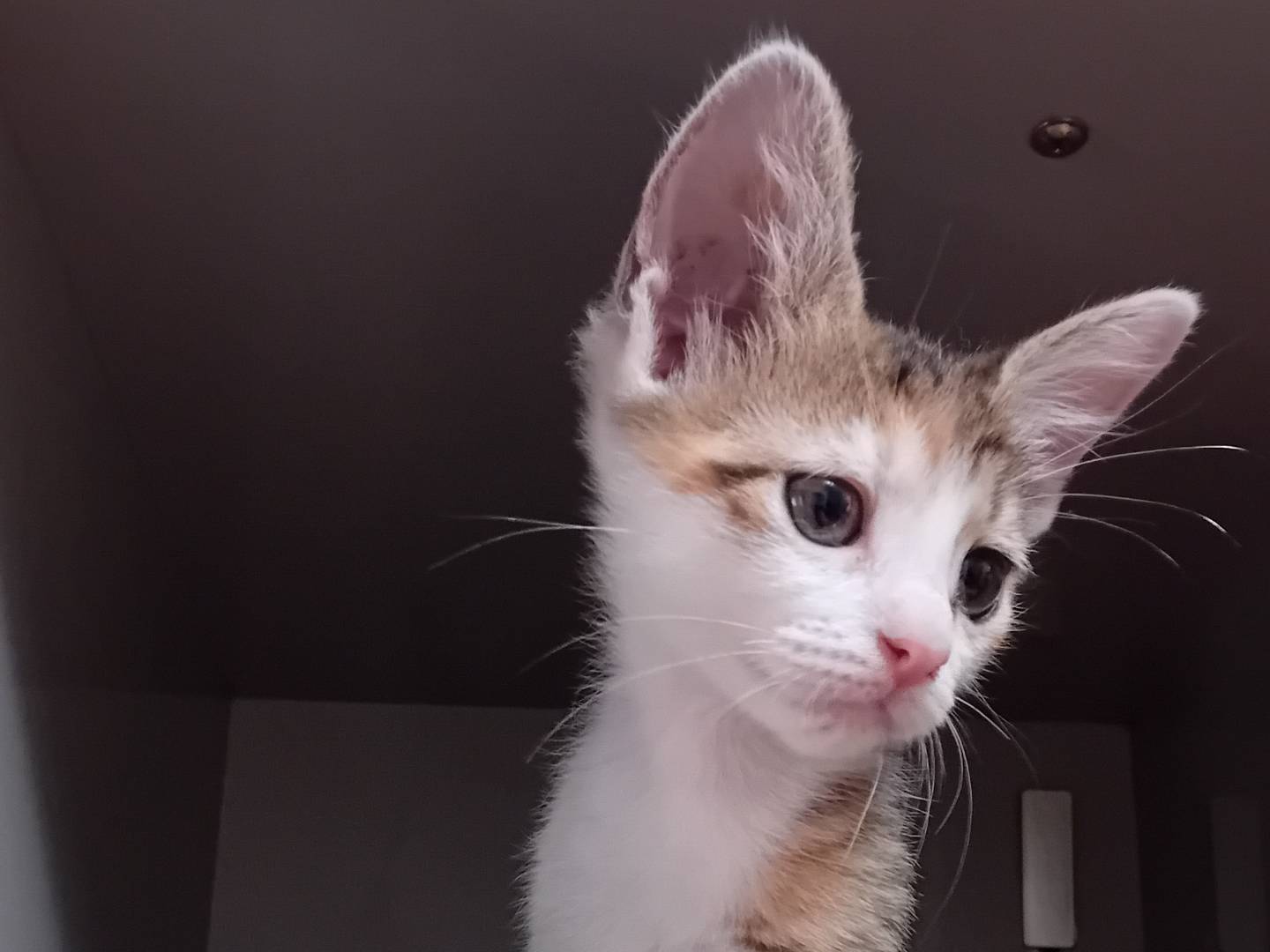 Adotta un gatto, taglia non valida, femmina, Latina