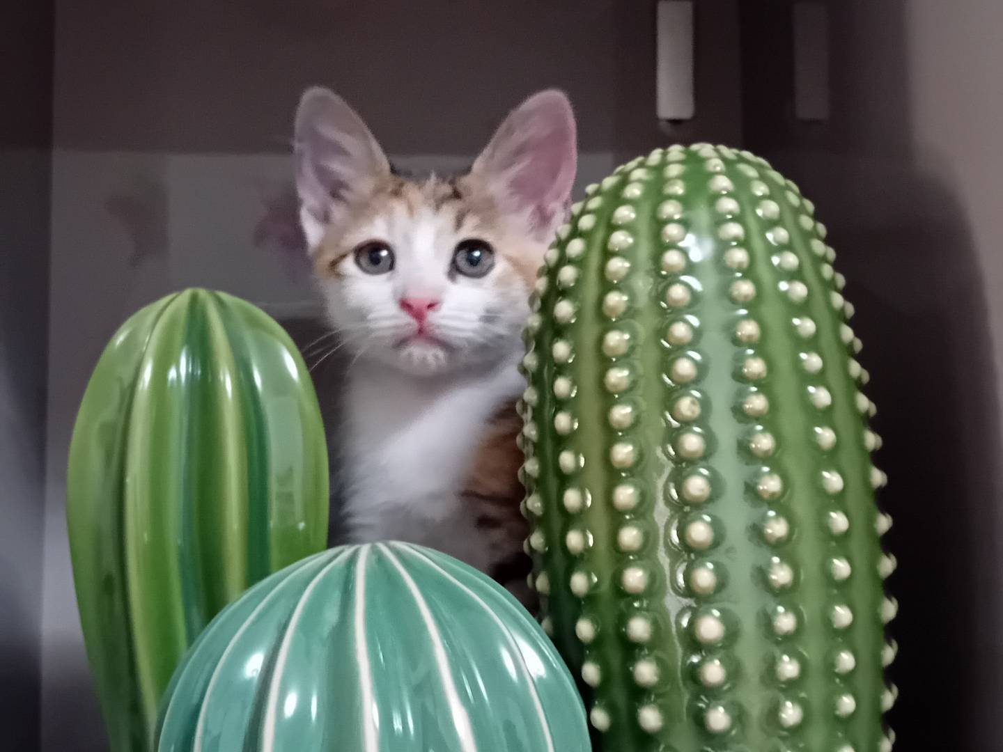 Vuoi adottare un gatto a Latina?