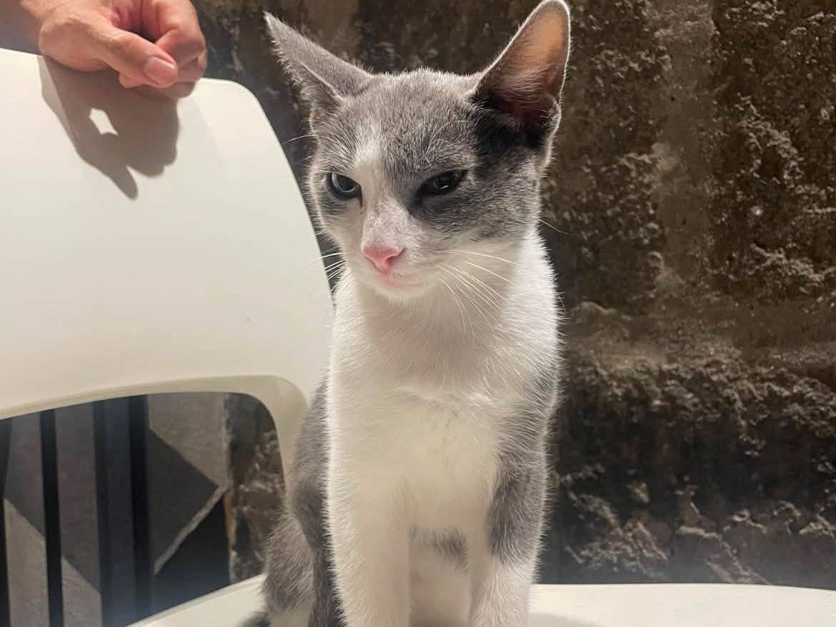 Adotta un gatto, maschio, 3 mesi, Viterbo