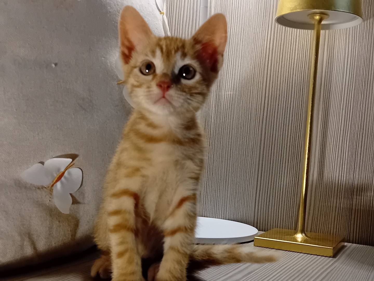 Foto 2 dell'animale