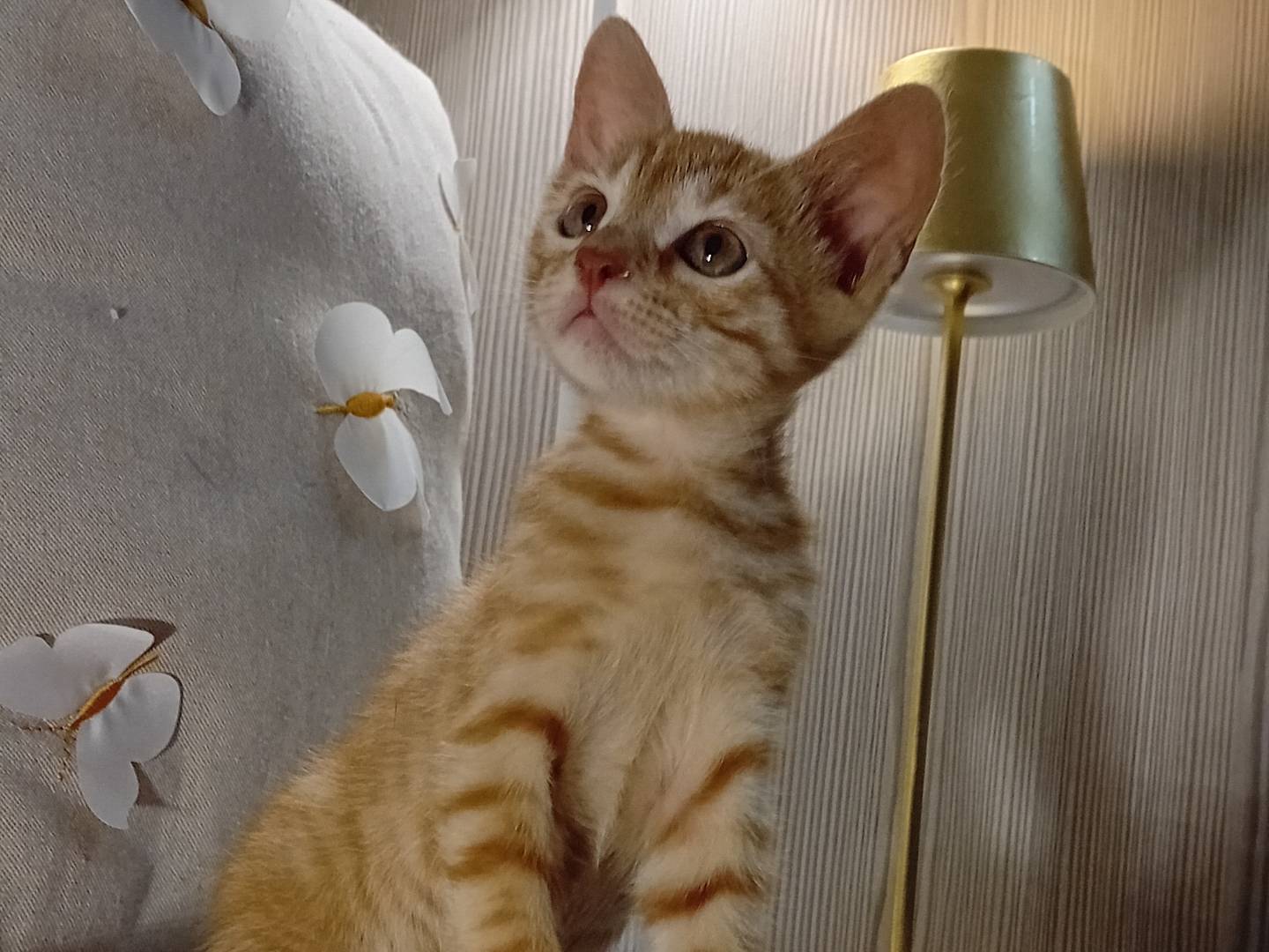 Vuoi adottare un gatto a Latina?