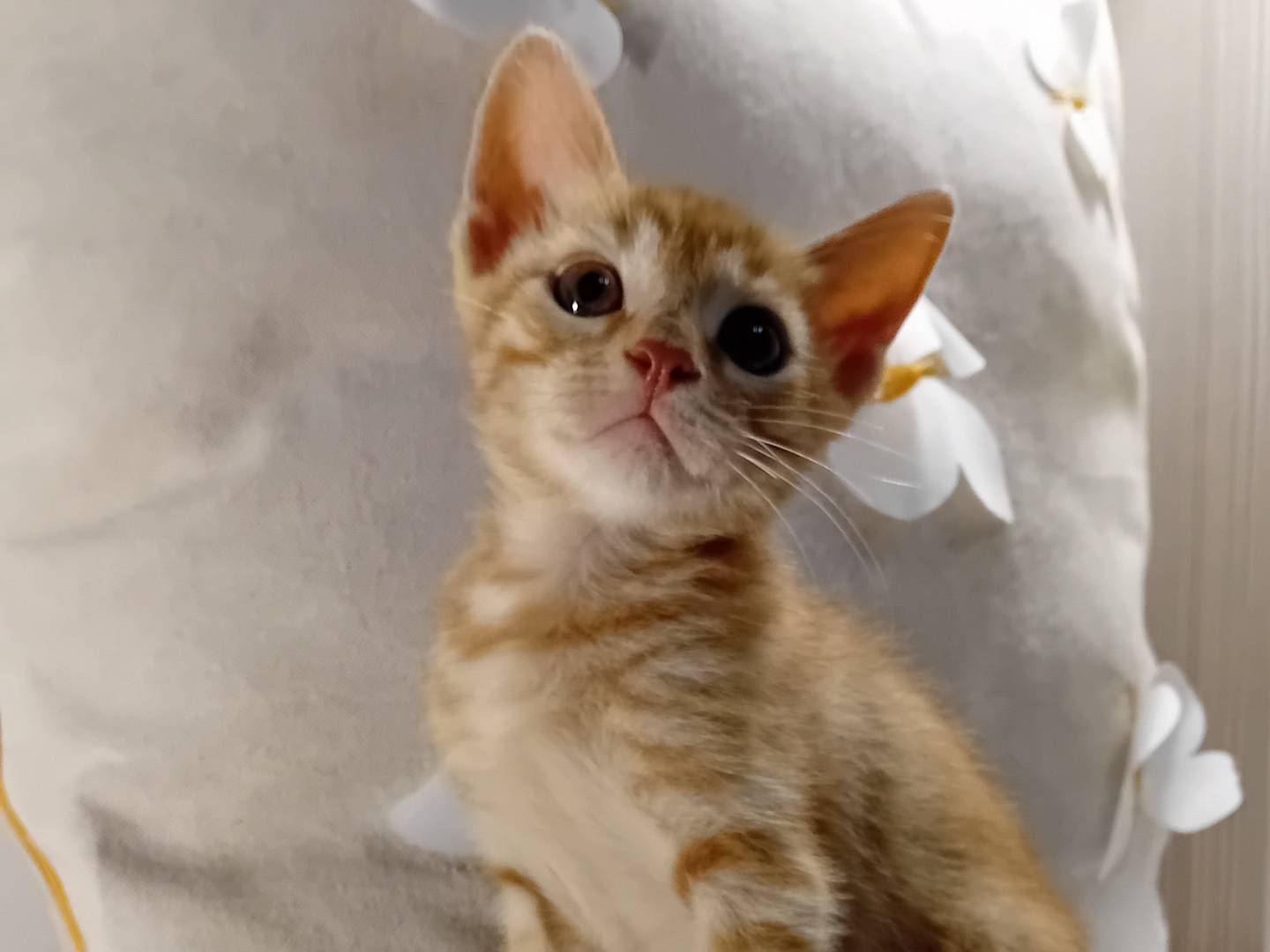 Adotta il gatto VALENTINO a Latina