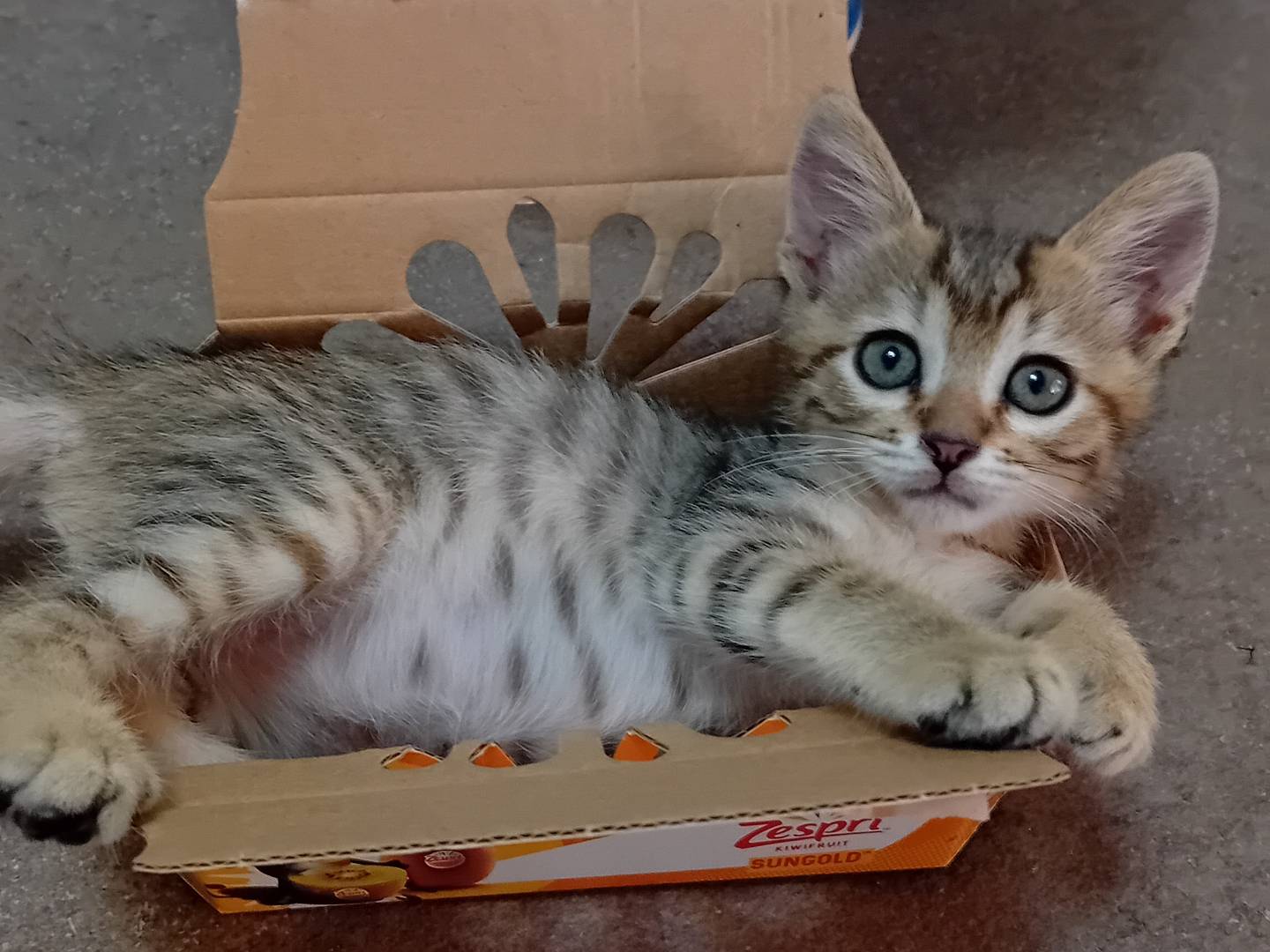 Adozione gatto, maschio, Razza sconosciuta Razza sconosciuta, 2 mesi, taglia non valida, Latina