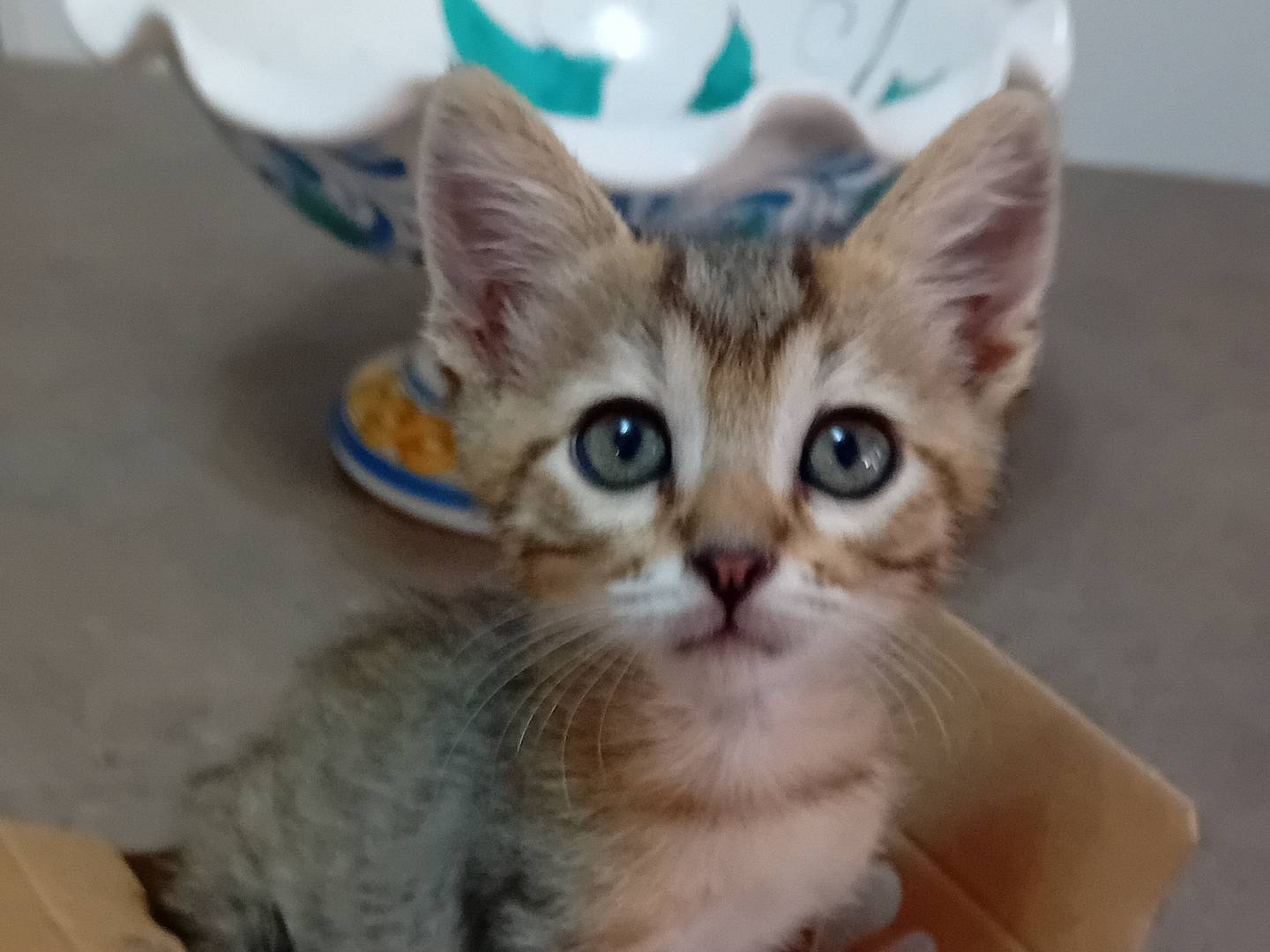Adotta un gatto, maschio, 2 mesi, Latina