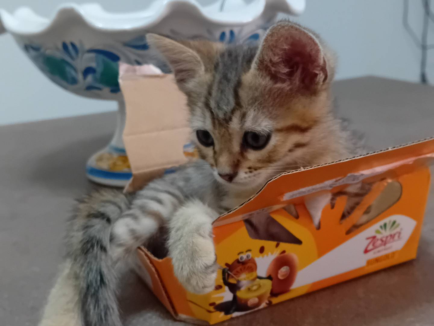 Adotta un gatto, taglia non valida, maschio, Latina