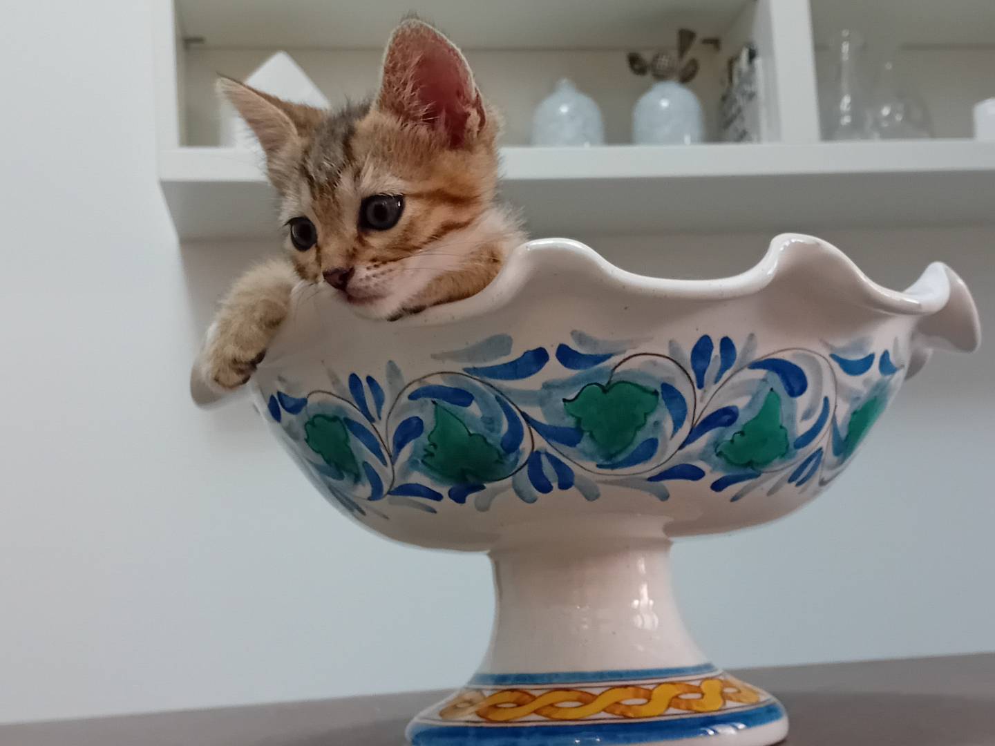 Vuoi adottare un gatto a Latina?