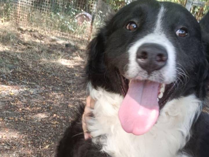 Adozione cane, maschio, Razza sconosciuta Razza sconosciuta, 1 anno e 1 mese, taglia grande, Latina