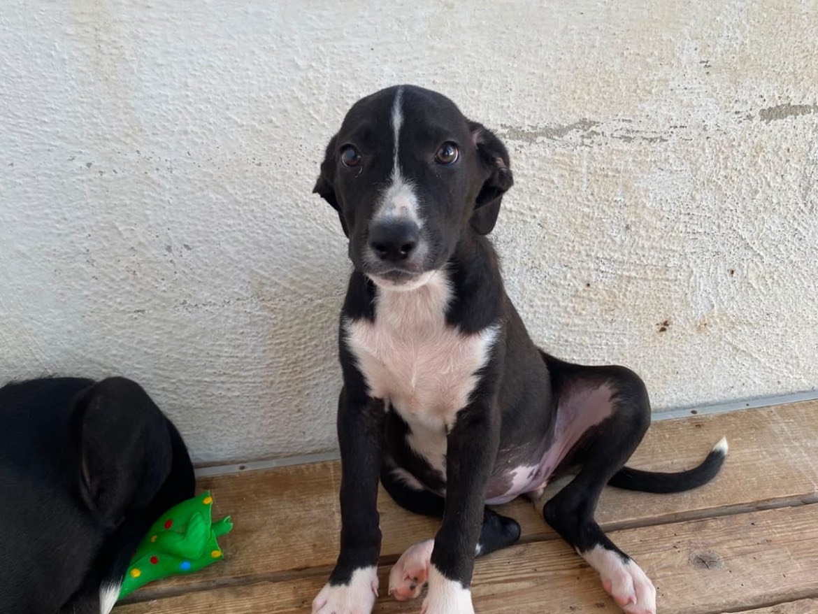 Adozione cane, femmina, Border Collie Razza sconosciuta, 4 mesi, taglia media, Caserta