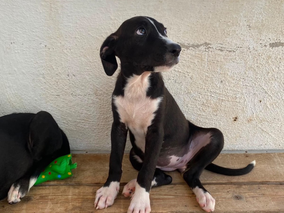 Adotta un cane, femmina, 4 mesi, Caserta