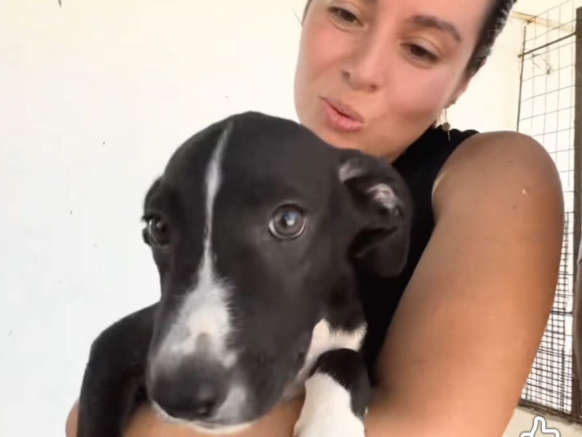 Adotta un cane, taglia media, femmina, Caserta