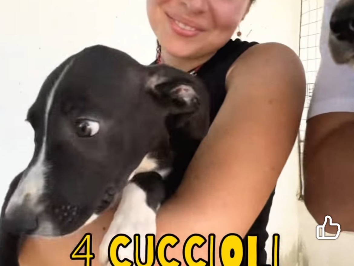 Vuoi adottare un cane a Caserta?