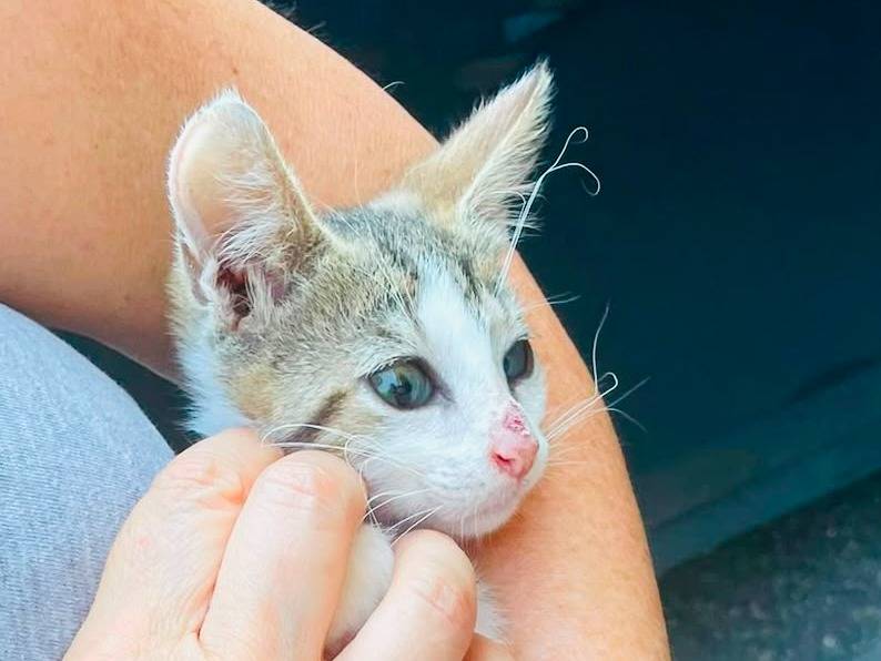 Adozione gatto, maschio, Razza sconosciuta Razza sconosciuta, 4 mesi, taglia non valida, Napoli