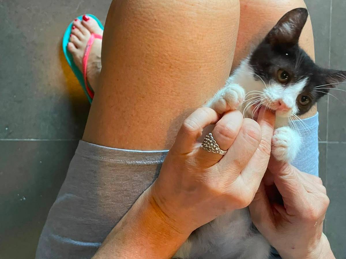 Adotta un gatto, maschio, 4 mesi, Napoli
