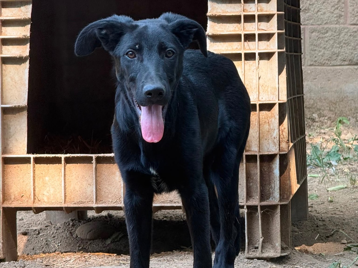 Vuoi adottare un cane a Milano?