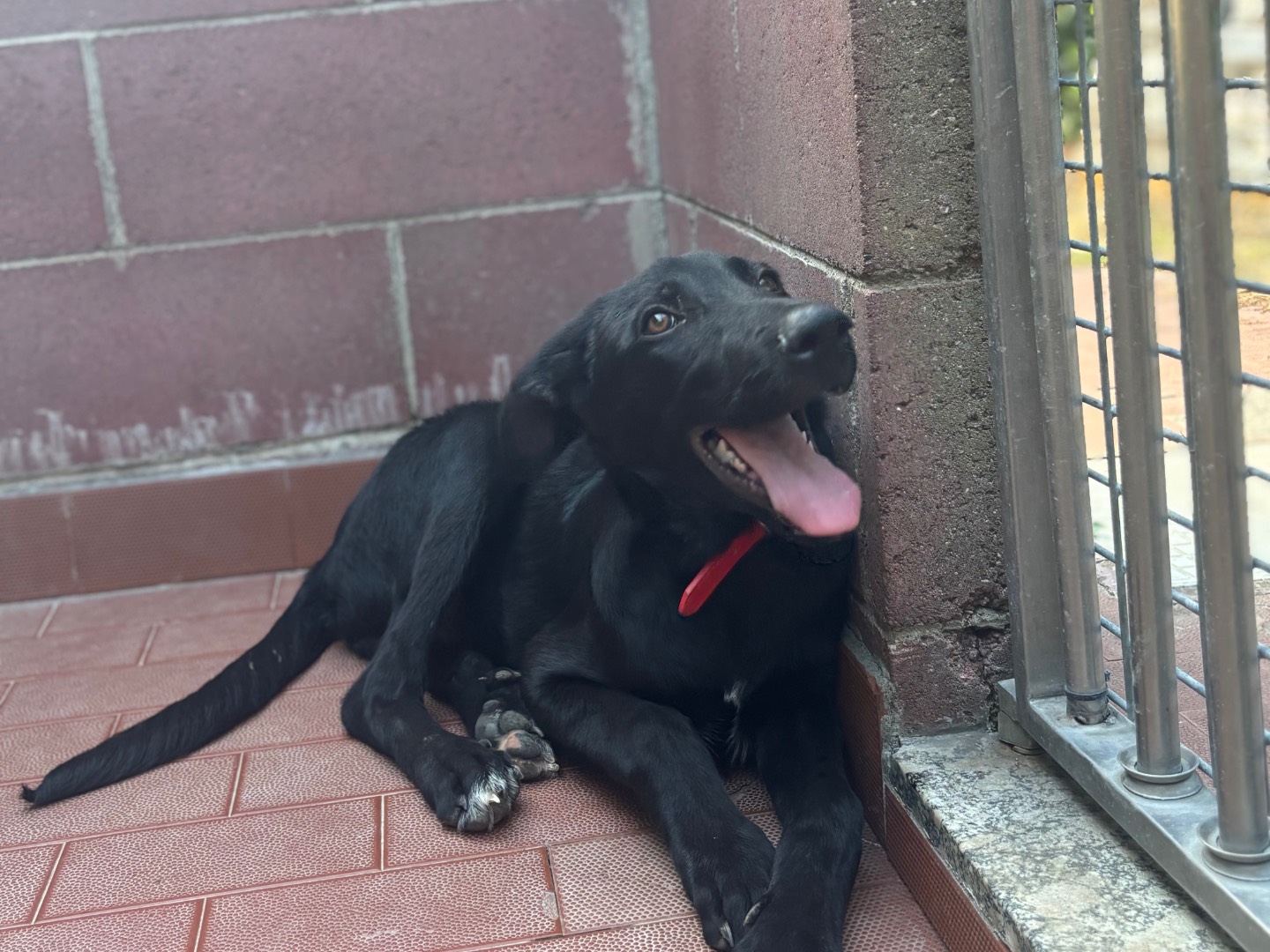 Adotta il cane Tuono  a Milano