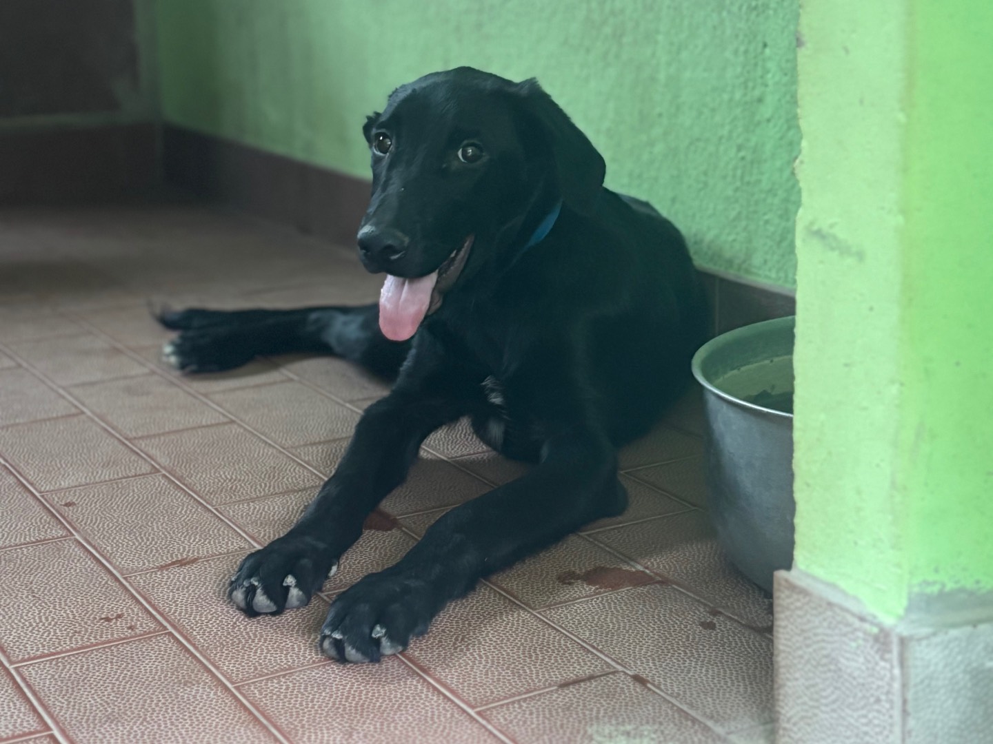 Adozione cane, maschio, Razza sconosciuta Razza sconosciuta, 5 mesi, taglia grande, Milano
