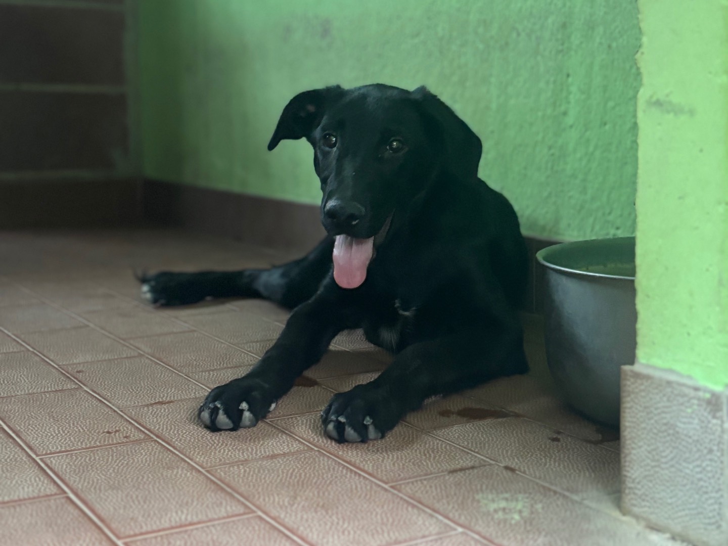 Adotta un cane, maschio, 5 mesi, Milano