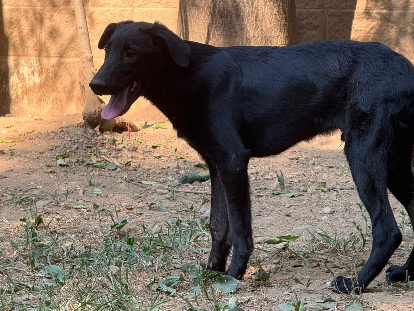 Adotta un cane, taglia grande, maschio, Milano