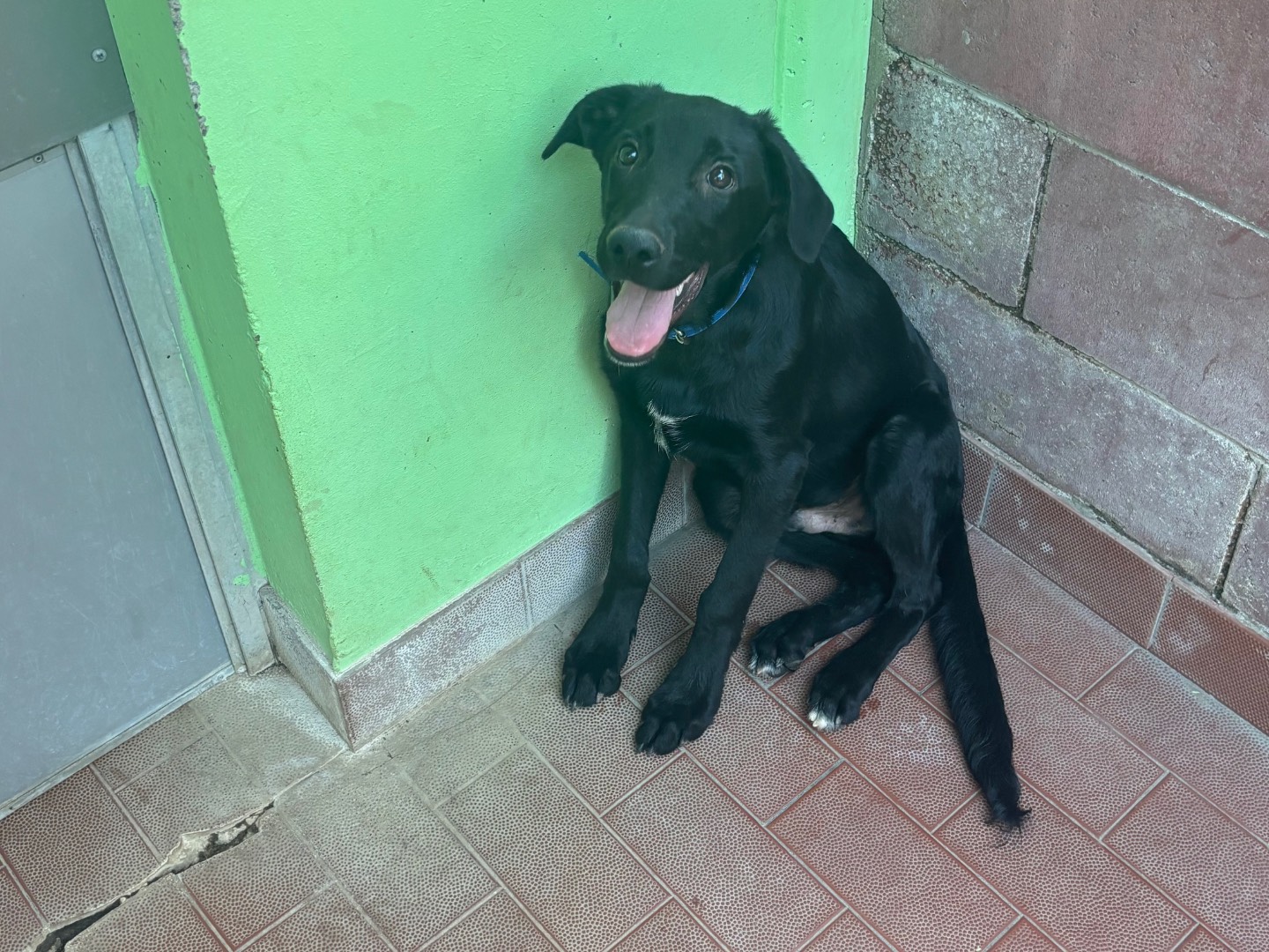 Vuoi adottare un cane a Milano?