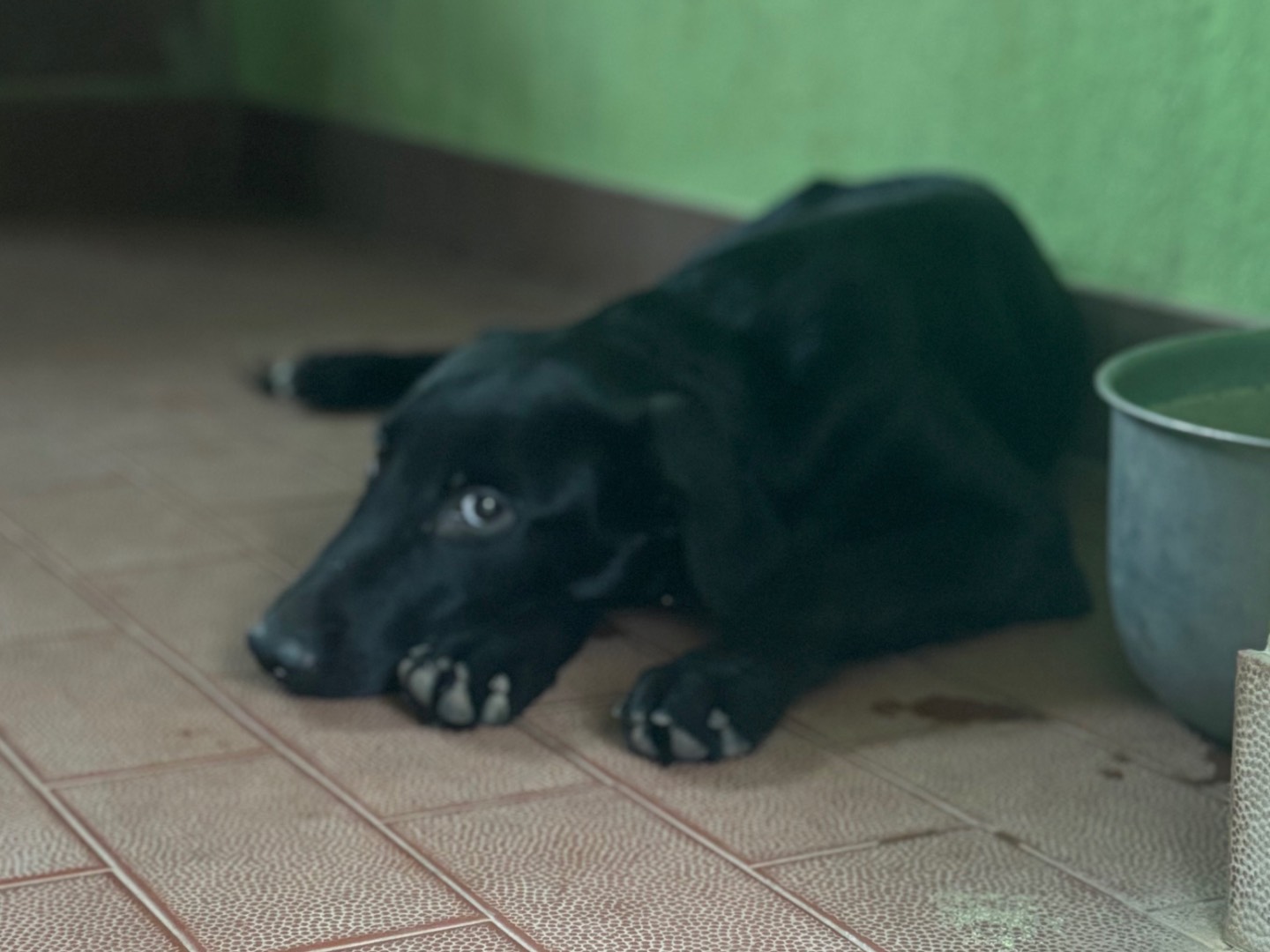 Adotta il cane Vuoi  a Milano