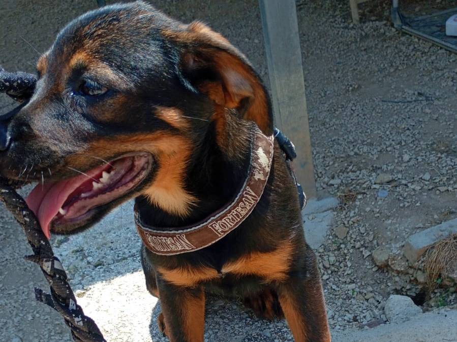 Vuoi adottare un cane a Trapani?