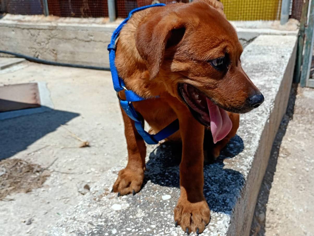 Adotta un cane, femmina, 3 mesi, Trapani