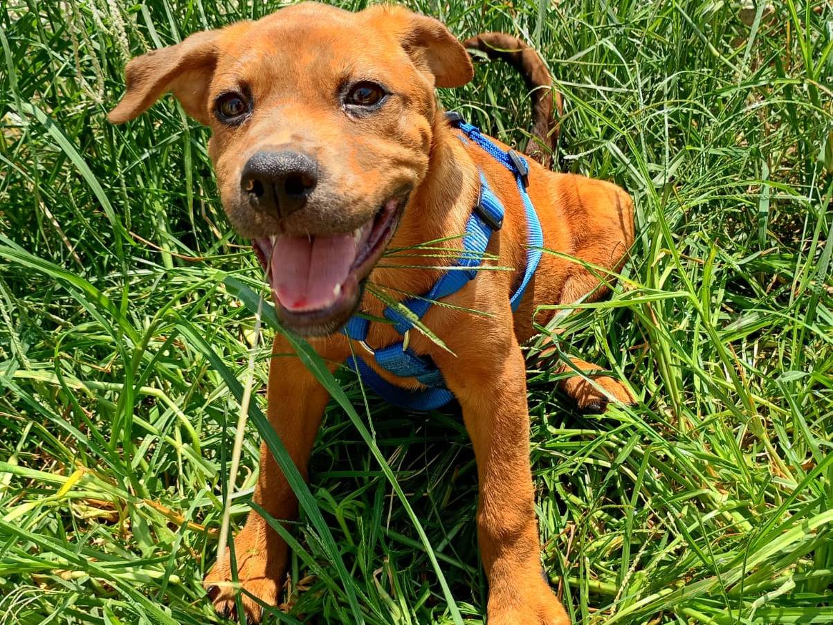 Adozione cane, femmina, Razza sconosciuta Razza sconosciuta, 3 mesi, taglia media, Trapani