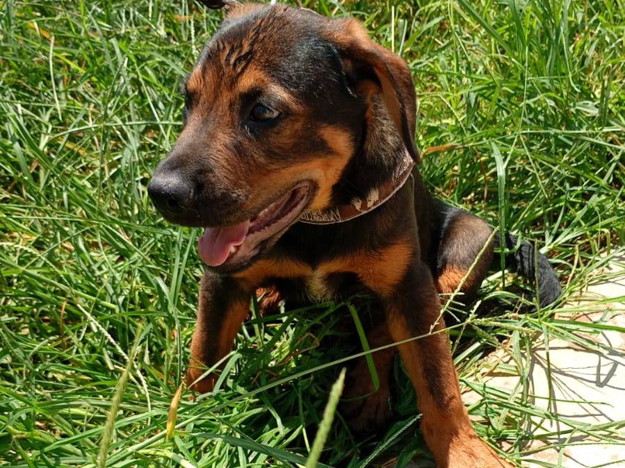 Foto 3 dell'animale