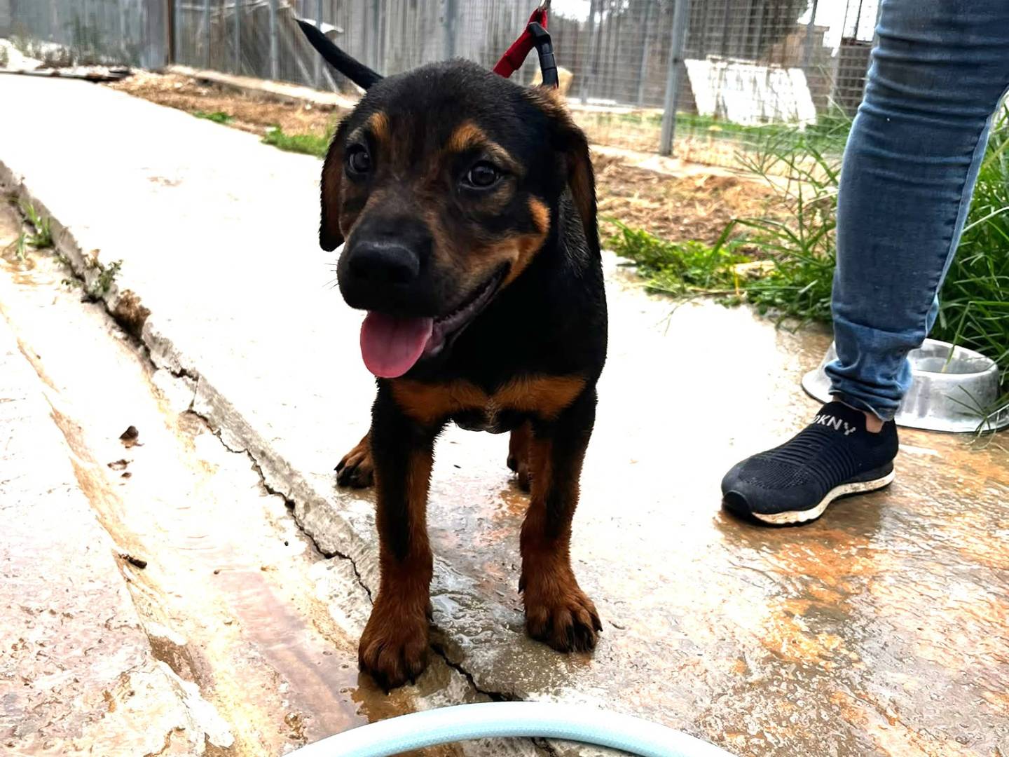 Vuoi adottare un cane a Trapani?