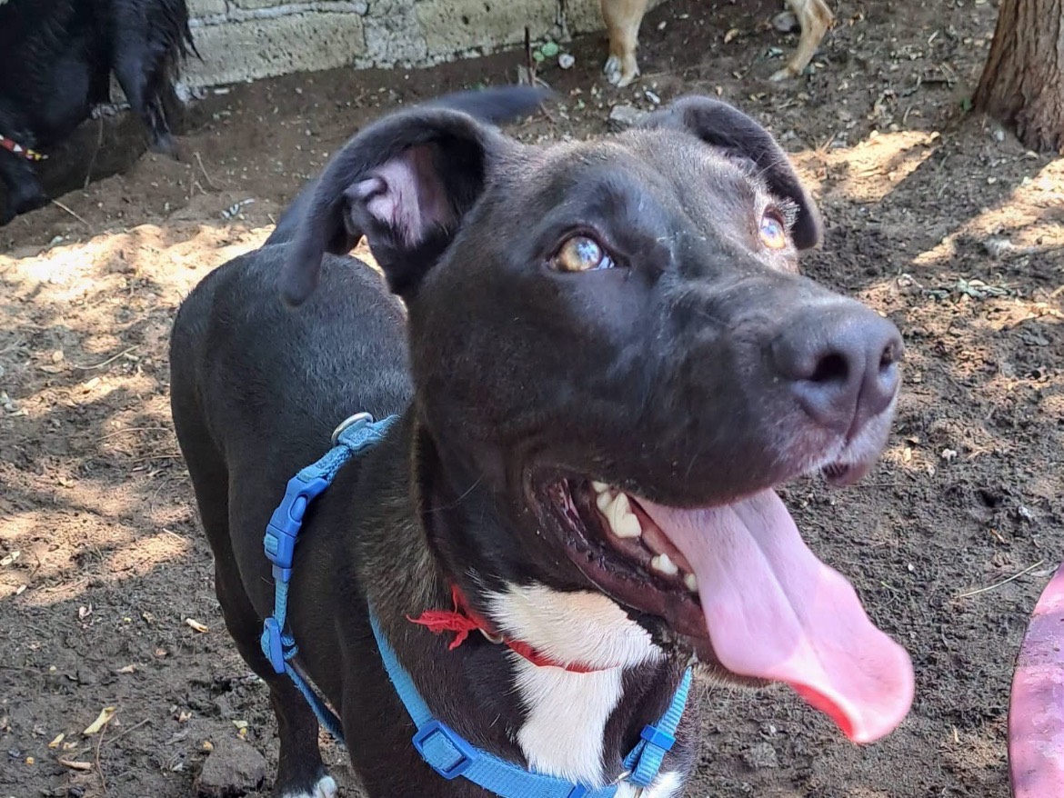 Adozione cane, maschio, Razza sconosciuta Razza sconosciuta, 8 mesi, taglia media, Caserta