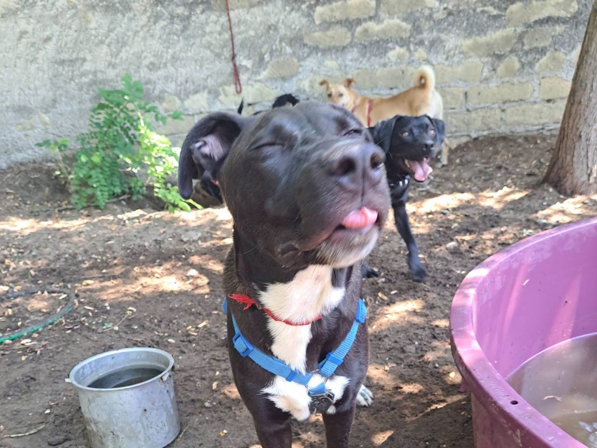 Adotta un cane, maschio, 8 mesi, Caserta