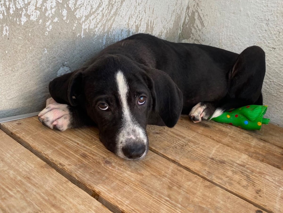 Adozione cane, maschio, Border Collie Razza sconosciuta, 4 mesi, taglia media, Caserta