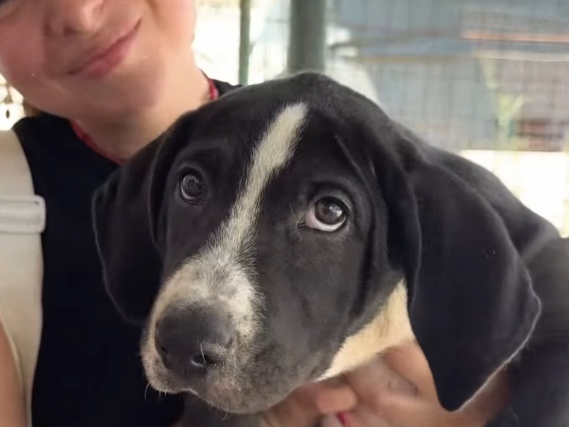 Adotta un cane, maschio, 4 mesi, Caserta