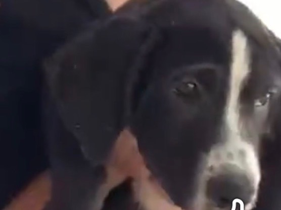 Adotta un cane, taglia media, maschio, Caserta