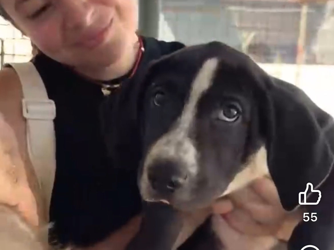 Vuoi adottare un cane a Caserta?