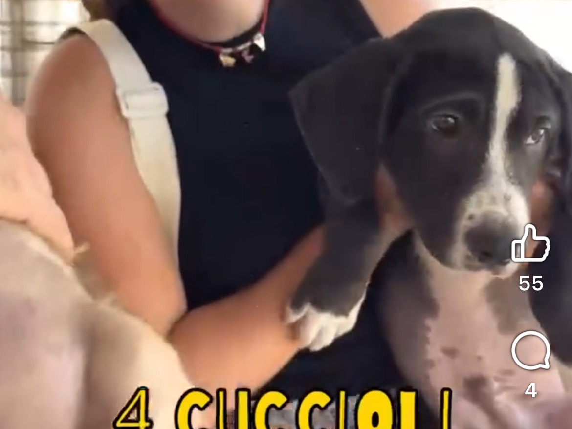 Adotta il cane Oliver a Caserta