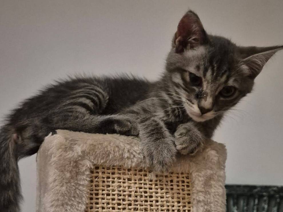 Vuoi adottare un gatto a Brescia?