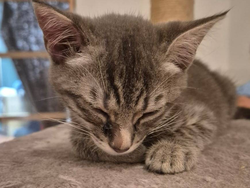 Adotta il gatto Matisse a Brescia