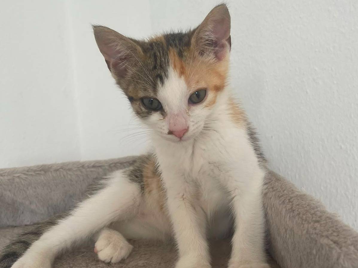 Vuoi adottare un gatto a Brescia?