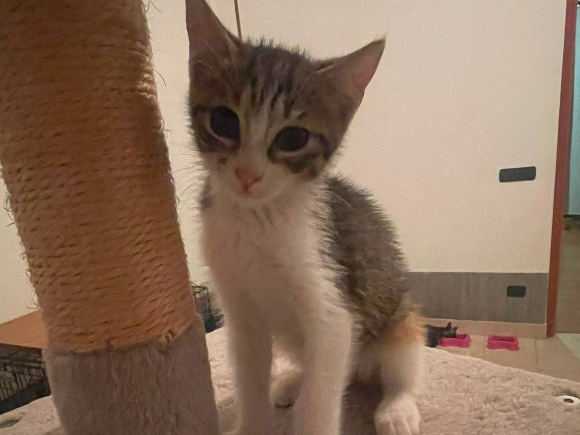 Adotta il gatto Paige a Brescia