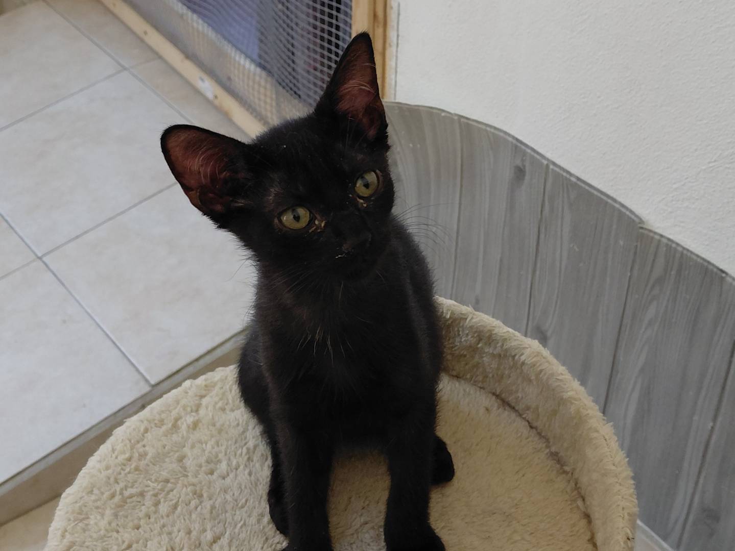 Adotta un gatto, taglia non valida, femmina, Brescia