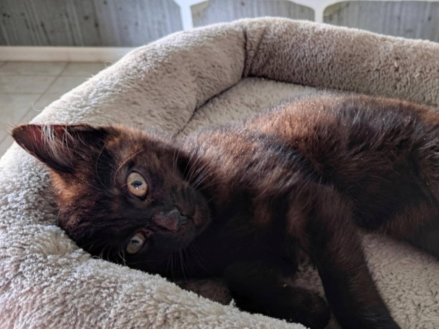 Adozione gatto, femmina, Razza sconosciuta Razza sconosciuta, 4 mesi, taglia non valida, Brescia