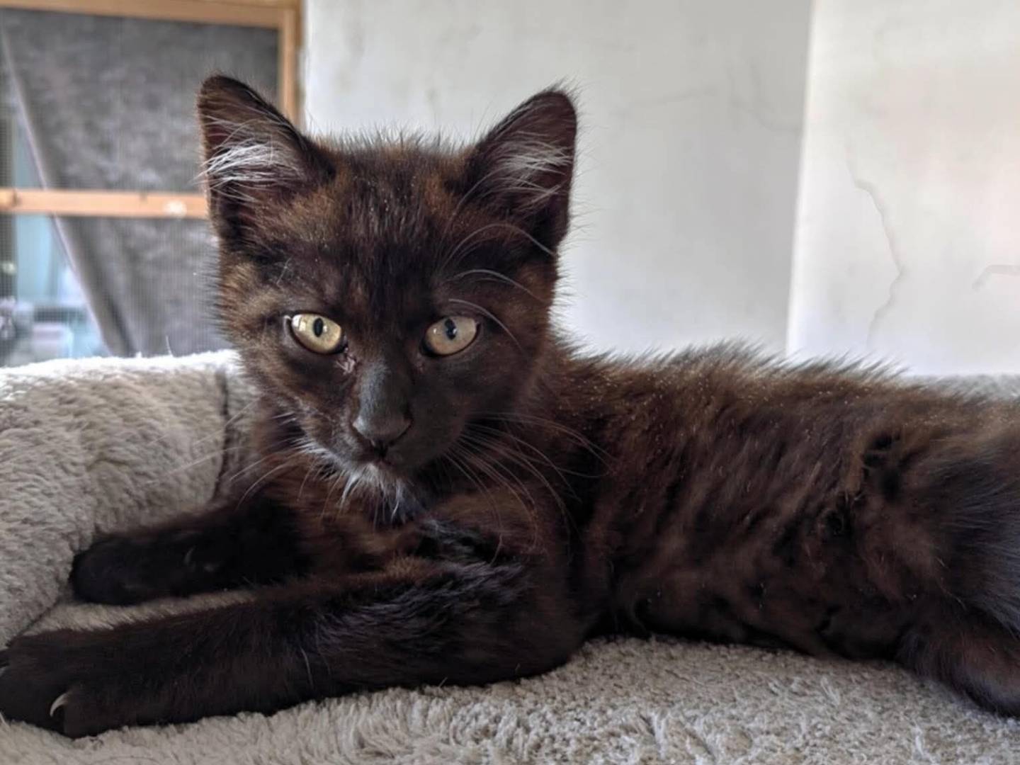 Vuoi adottare un gatto a Brescia?