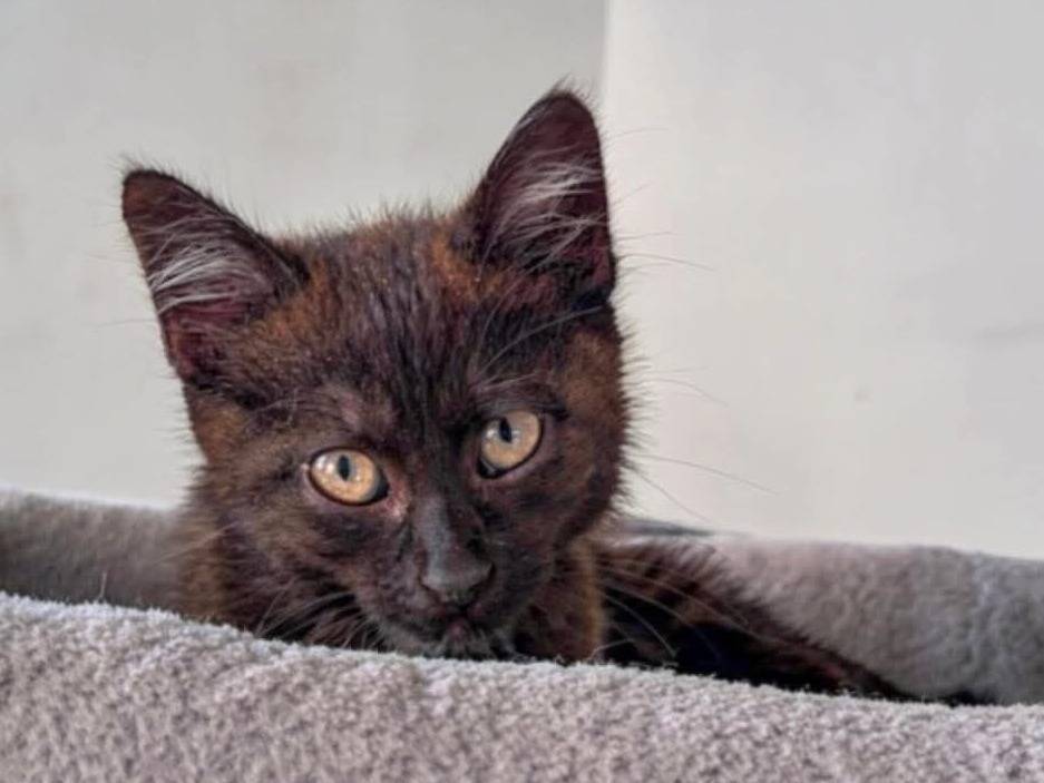 Adotta il gatto Dafne a Brescia