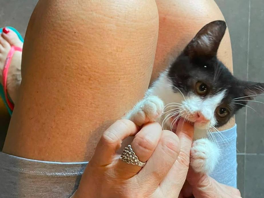 Adozione gatto, maschio, Razza sconosciuta Razza sconosciuta, 3 mesi, taglia non valida, Napoli