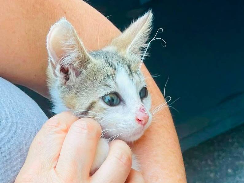 Adozione gatto, femmina, Razza sconosciuta Razza sconosciuta, 3 mesi, taglia non valida, Napoli