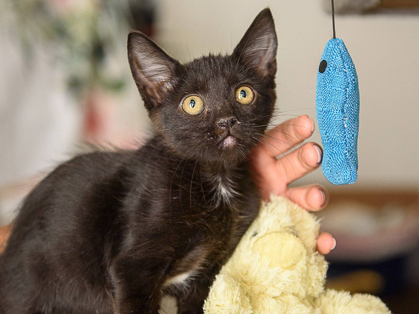Adozione gatto, femmina, Razza sconosciuta Razza sconosciuta, 2 mesi, taglia non valida, Livorno