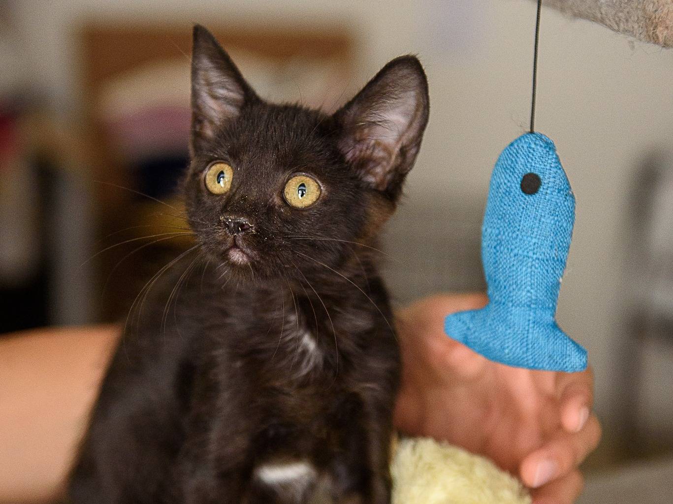 Vuoi adottare un gatto a Livorno?