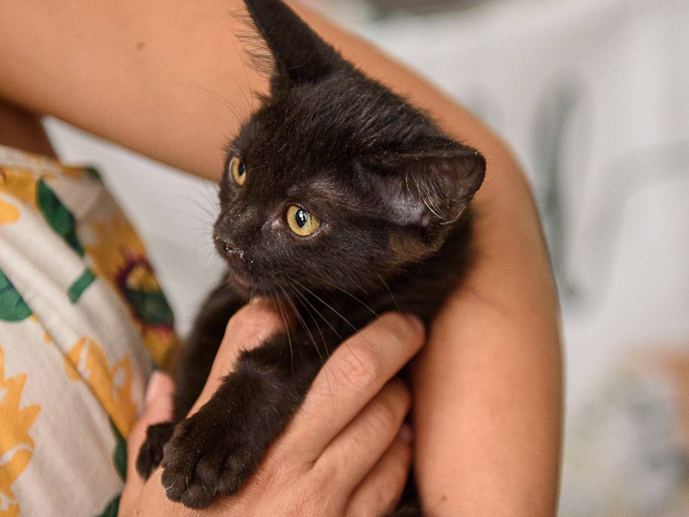Adotta un gatto, taglia non valida, femmina, Livorno